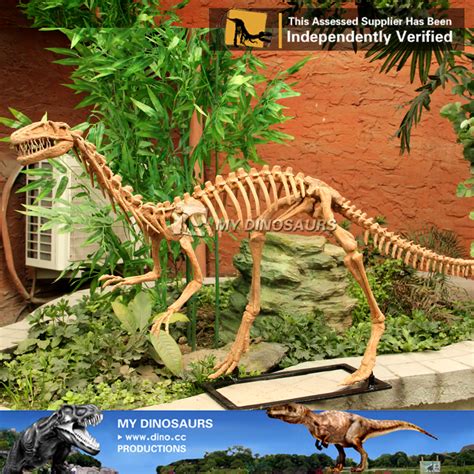 replica dinosaur skeleton|complete dinosaur skeleton for sale.